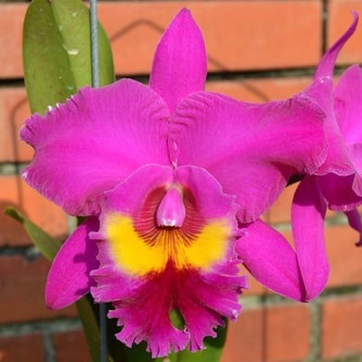 Rlc. Village Chief Tearoom 'New Taiwan King'