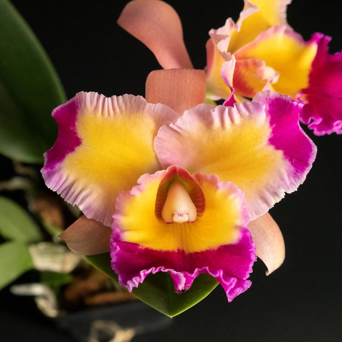 Rlc. Dick Smith 'Paradise' - flori parfumate – Secret Garden Plant