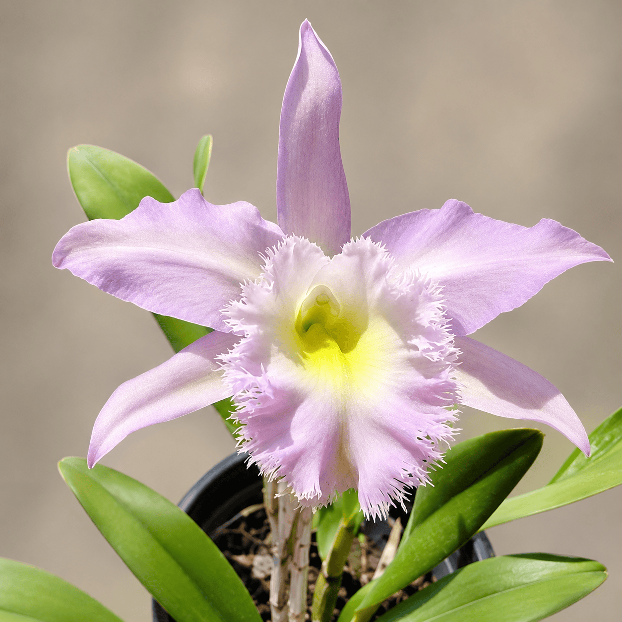 Rlc. Duh's White 'Peppa Pig'