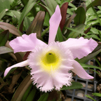 Rlc. Duh's White 'Peppa Pig'