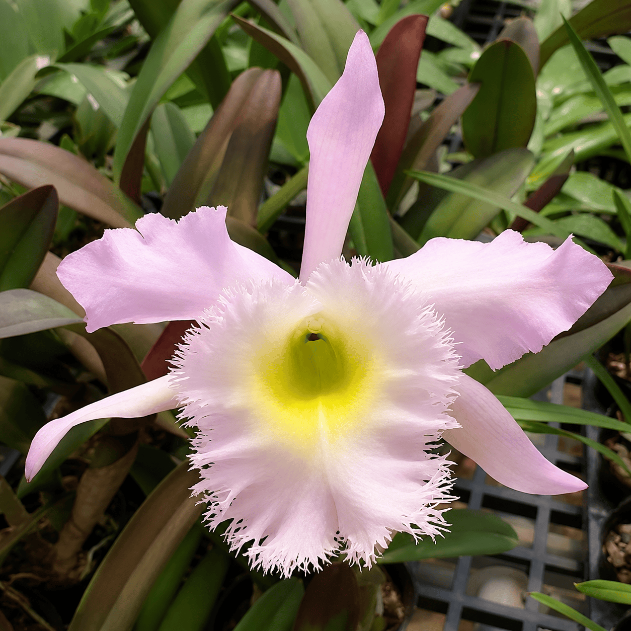 Rlc. Duh's White 'Peppa Pig'