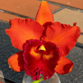 Rlc. Eve Marie Barnett 'Magnificent Watermelon Gold' FCC/AOS