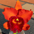 Rlc. Eve Marie Barnett 'Magnificent Watermelon Gold' FCC/AOS