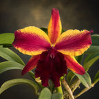 Rlc. Fantasy Star 'Siam Surprise'
