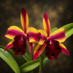 Rlc. Fantasy Star 'Siam Surprise'