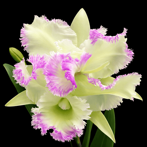 Rlc. Golf Green 'Hair Pig'