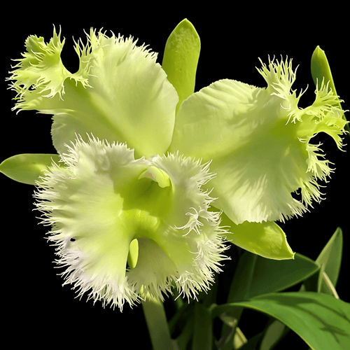 Rlc. Golf Green 'Hair Pig'