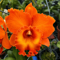 Rlc. Golf Orange 'Sunkist'