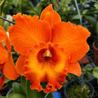 Rlc. Golf Orange 'Sunkist'