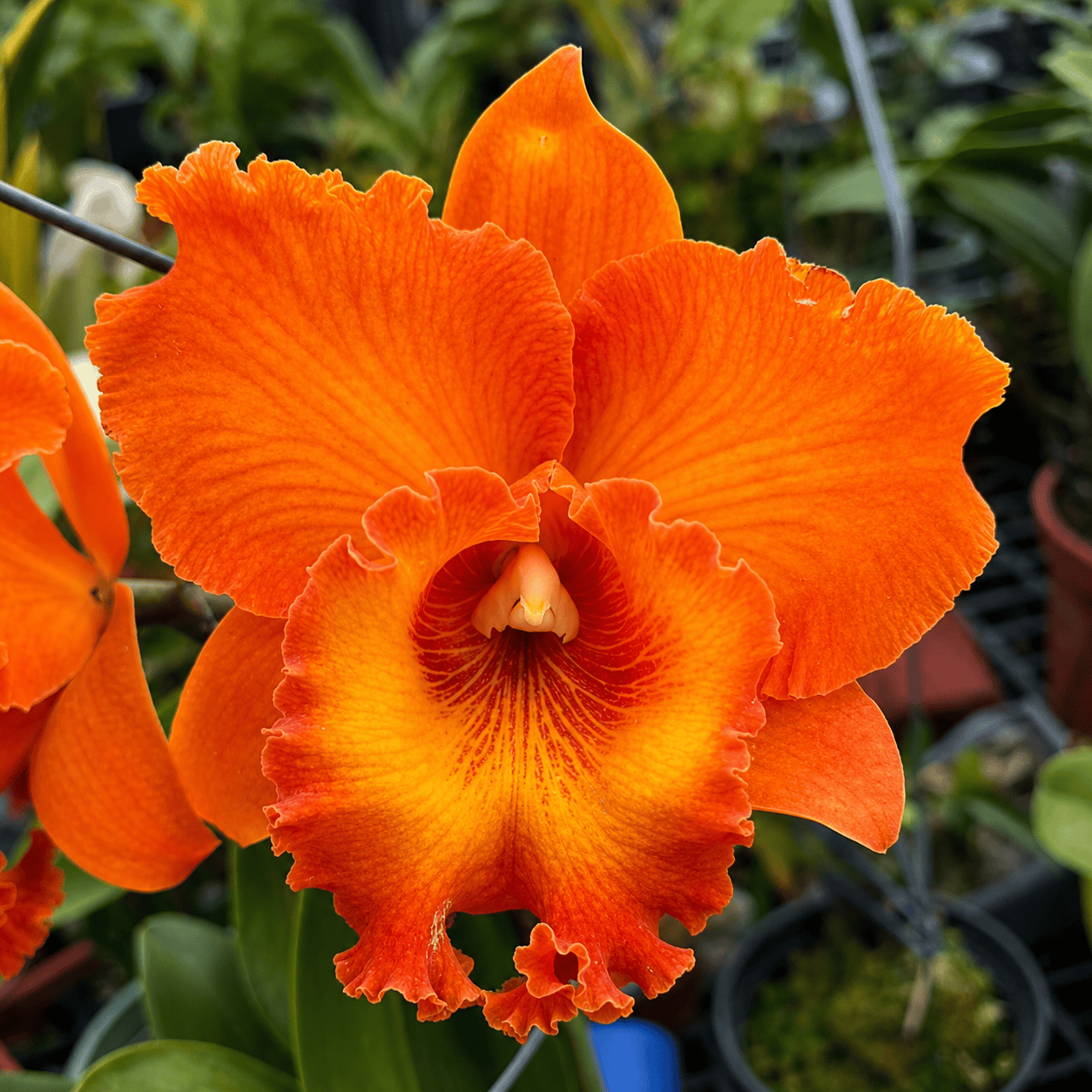 Rlc. Golf Orange 'Sunkist'