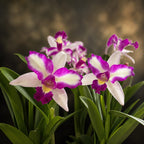Rlc. Haw Yuan Beauty