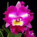 Rlc. Irma Selles 'Black Cat'