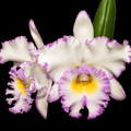 Rlc. Mahina Yahiro 'Julie' AM/AOS BM/TIOS