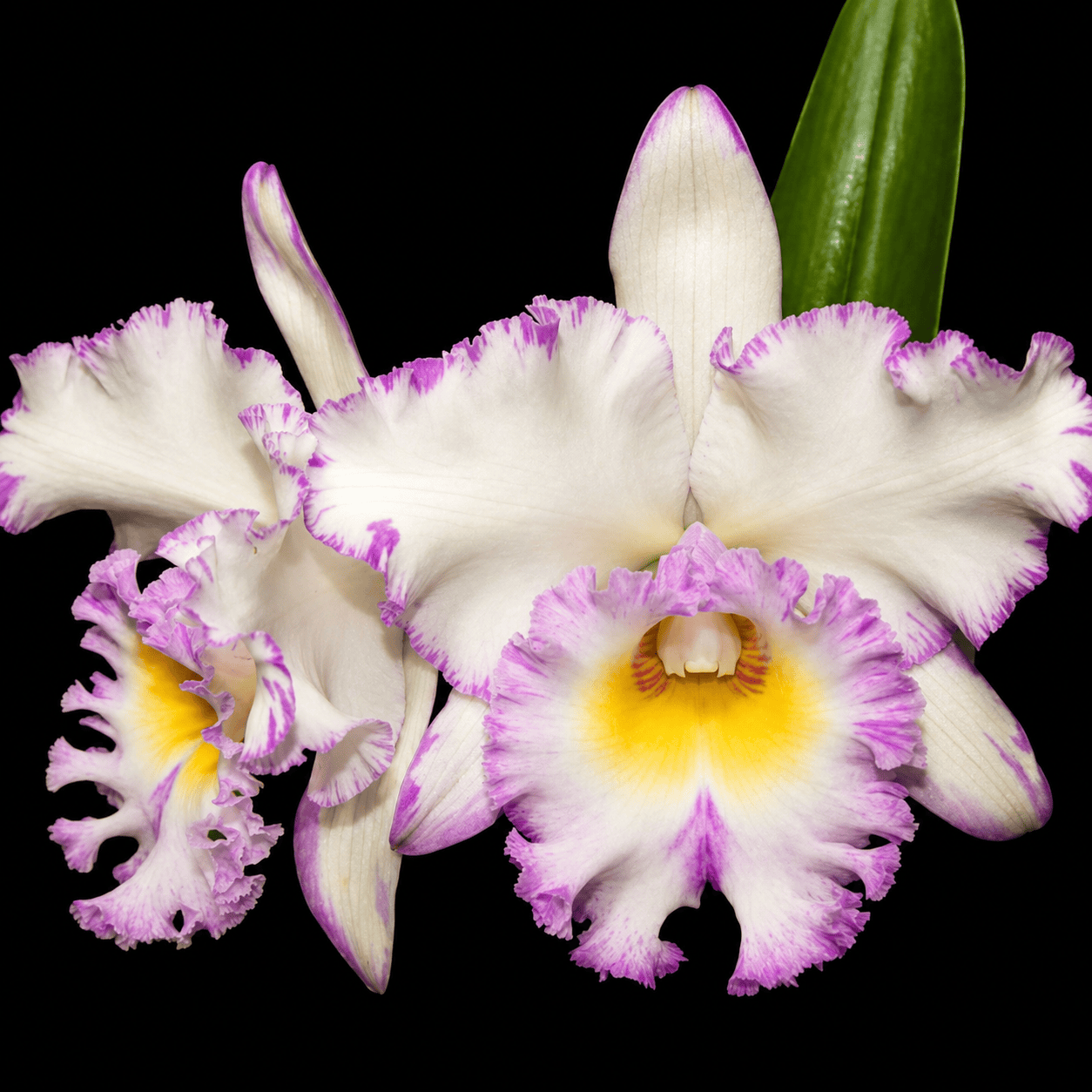 Rlc. Mahina Yahiro 'Julie' AM/AOS BM/TIOS