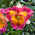Rlc. Pegasus Fantasy 'Sanctuary'