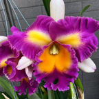 Rlc. Pegasus Fantasy 'Sanctuary'