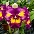 Rlc. Rainbow Orient 'Leo' geurende