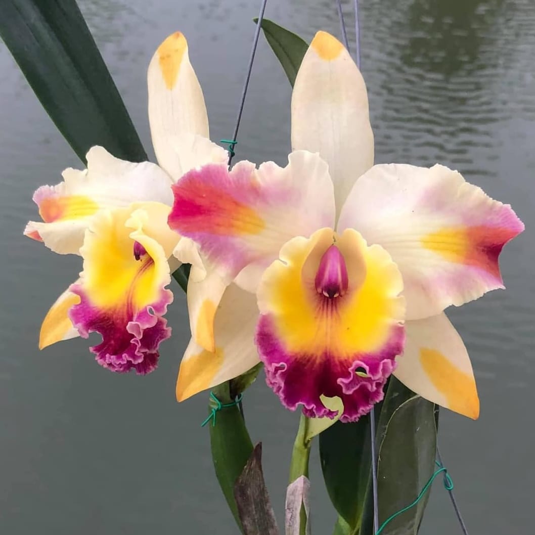 Rlc. Amazing Bangkok 'God Canvas'