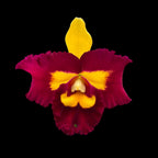 Rlc. Chunfong Queen