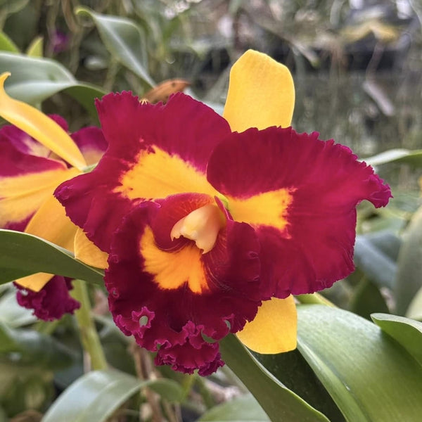 Rlc. Chunfong Queen