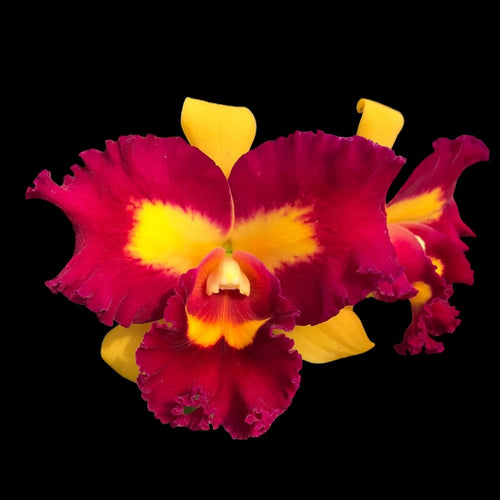 Rlc. Chunfong Queen
