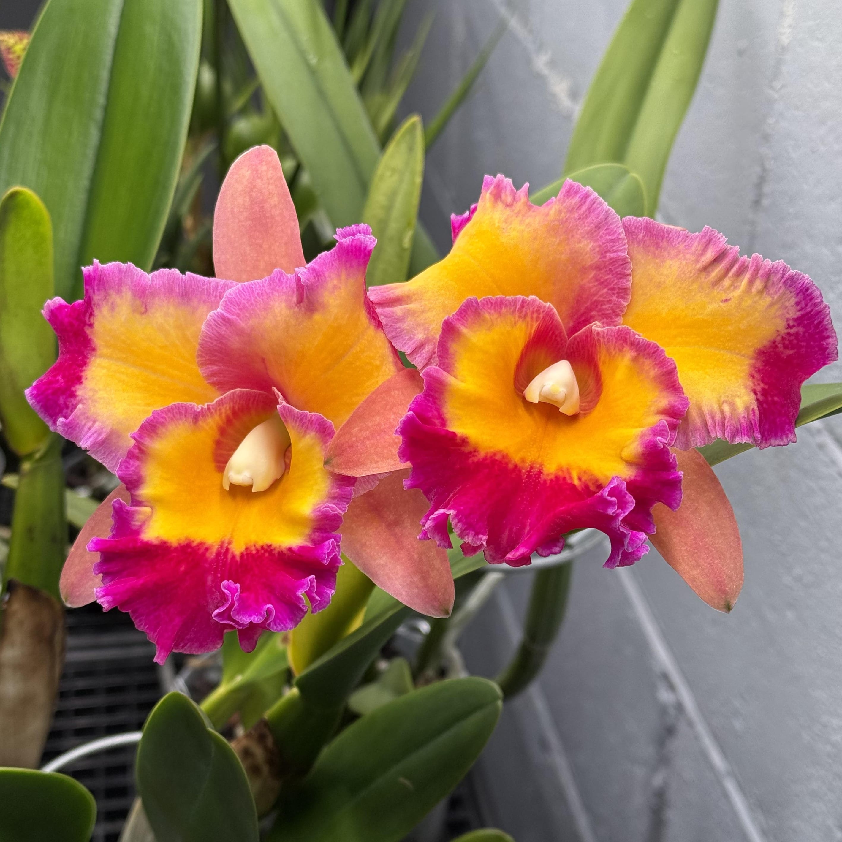 Rlc. Dick Smith 'Paradise' - flori parfumate – Secret Garden Plant