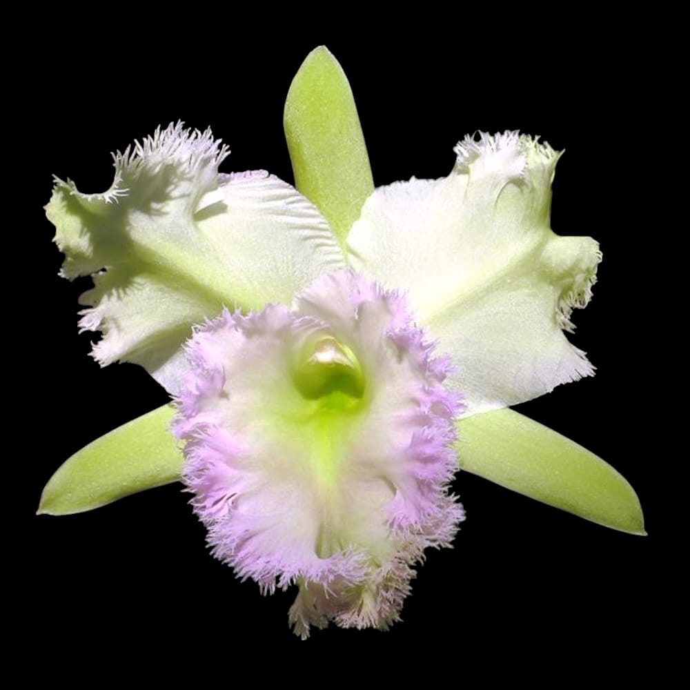 Rlc. Golf Green 'Hair Pig'