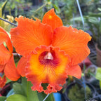 Rlc. Golf Orange 'Sunkist'