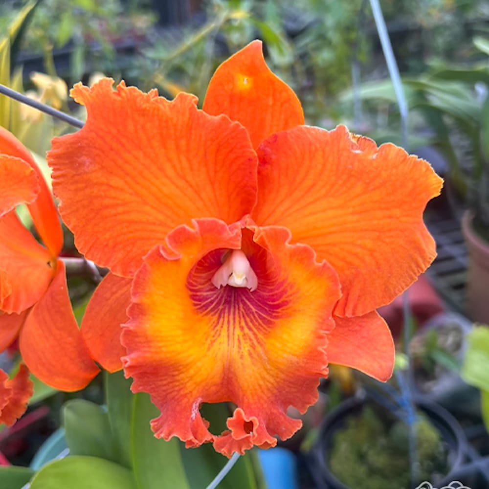 Rlc. Golf Orange 'Sunkist'