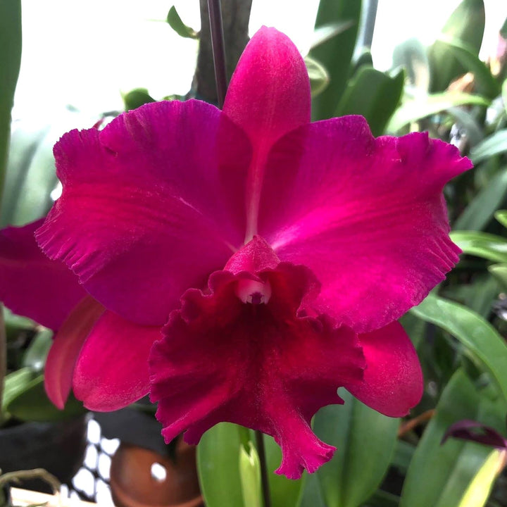 Rlc. Hsinying Scarlet 'Cherry' 