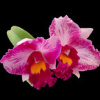 Rlc. Hsinying Scarlet 'Flame Dance'