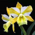 Rlc. Hua Young Gold 'Pretty' BM/TIOS