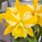 Rlc. Hua Young Gold 'Pretty' BM/TIOS