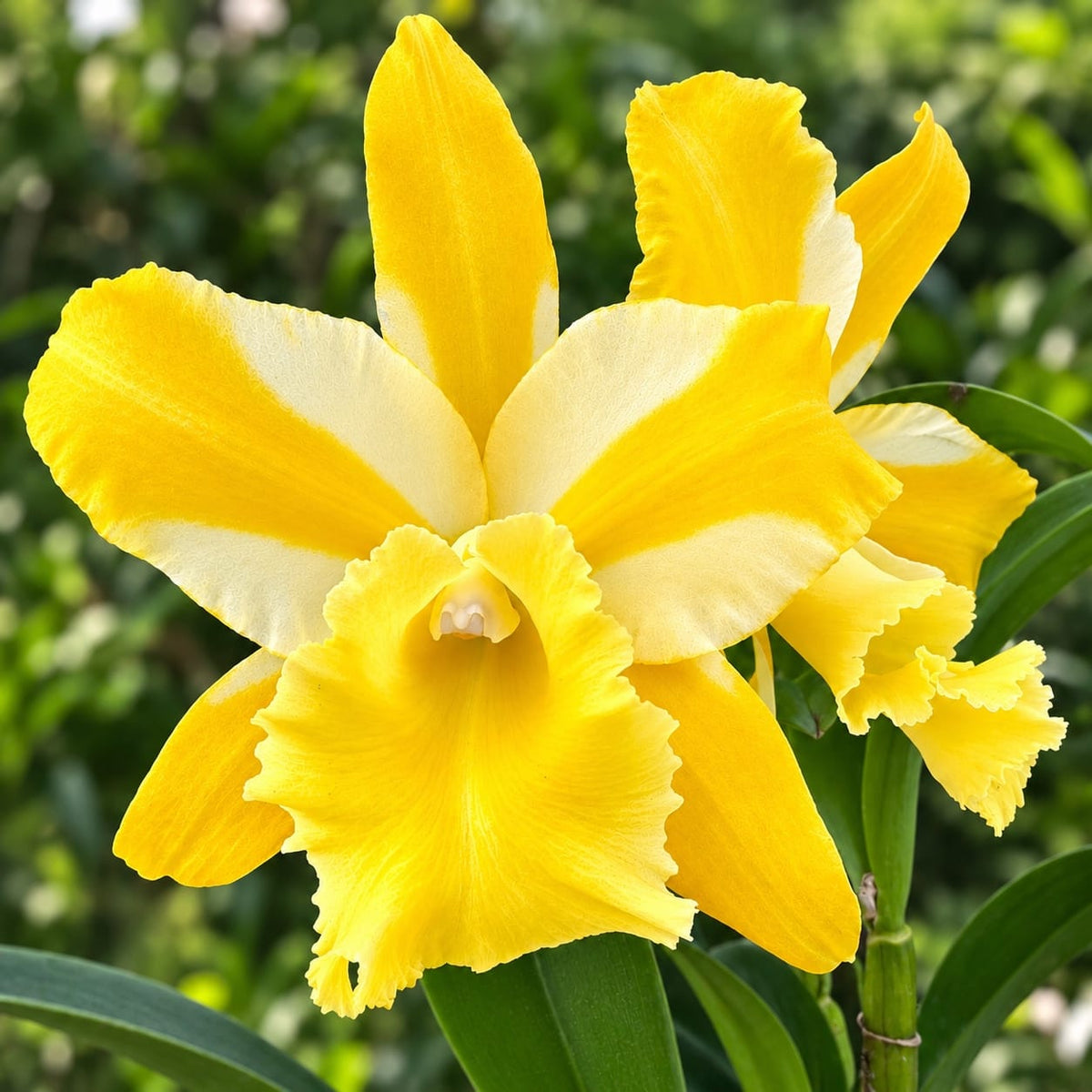 Rlc. Hua Young Gold 'Pretty' BM/TIOS