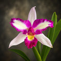 Rlc. Haw Yuan Beauty