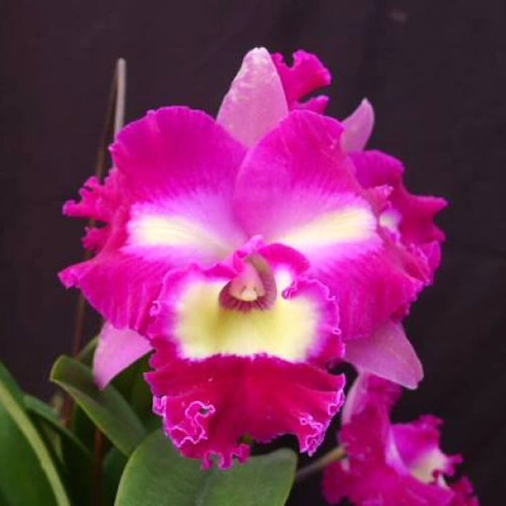 Rlc. Irma Selles 'Black Cat'