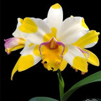 Rlc. Kyle 'Heart of Gold' HCC/AOS