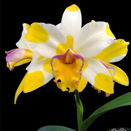 Rlc. Kyle 'Heart of Gold' HCC/AOS