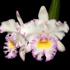 Rlc. Mahina Yahiro 'Julie' AM/AOS BM/TIOS - parfumata