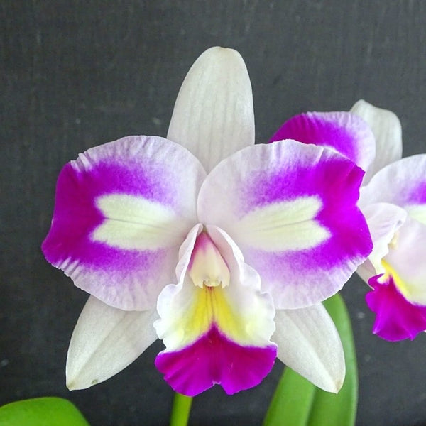 Rlc. Mari's Magic 'Chief Satisfaction'