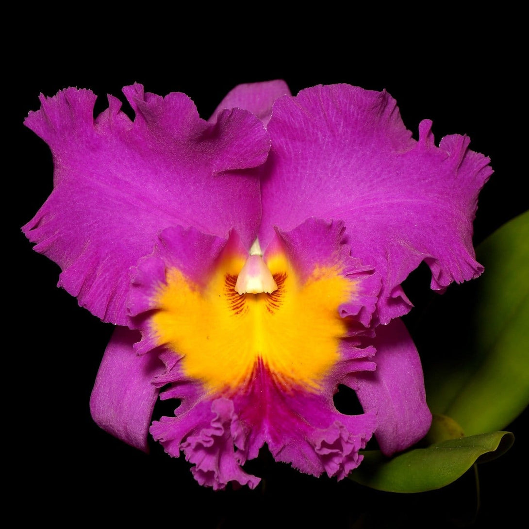 Rlc Pink Empress Parfumata Floraria Secret Garden SG rlc-pink-empress-parfumata-floraria-secret-garden-sg