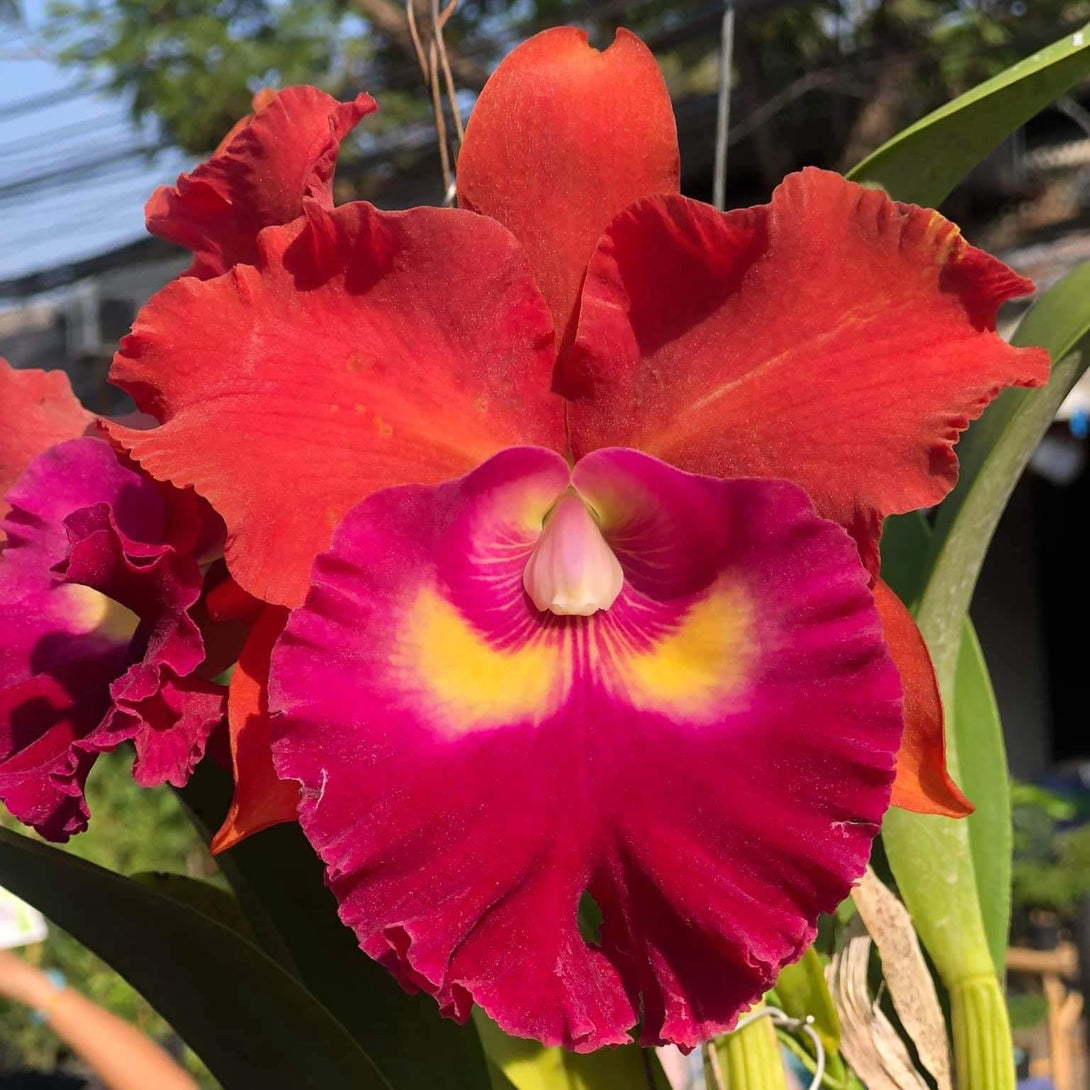 Flora Ria Red Roz Rlc. Siam City 'Red Bull' – Floraria Secret Garden (SG)