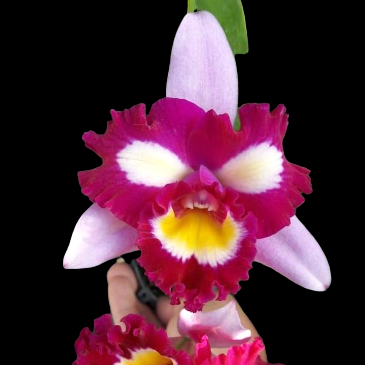 Rlc. Taipin Monkeys 'Bull Devil'