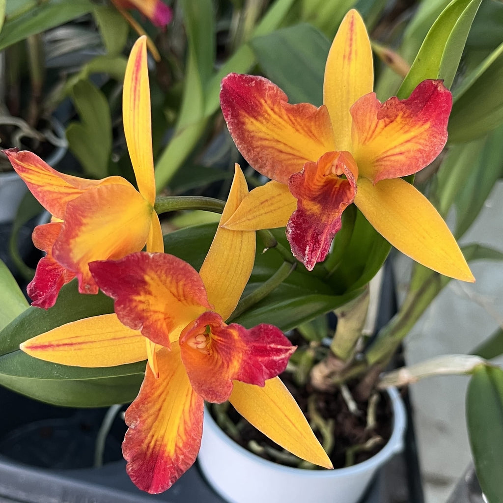 Rlc. Tzeng-Wen Queen