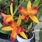 Rlc. Tzeng-Wen Queen