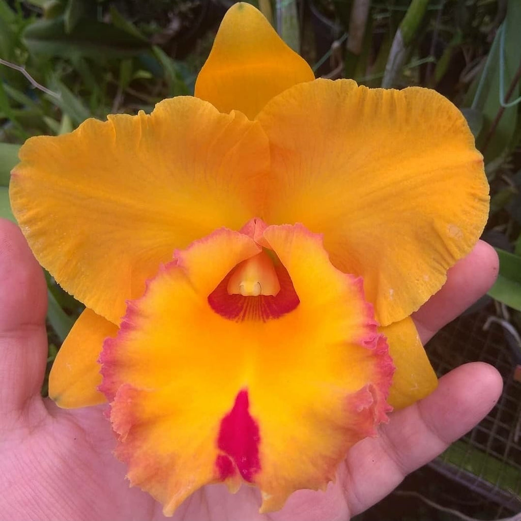 Rlc. Village Chief Headache