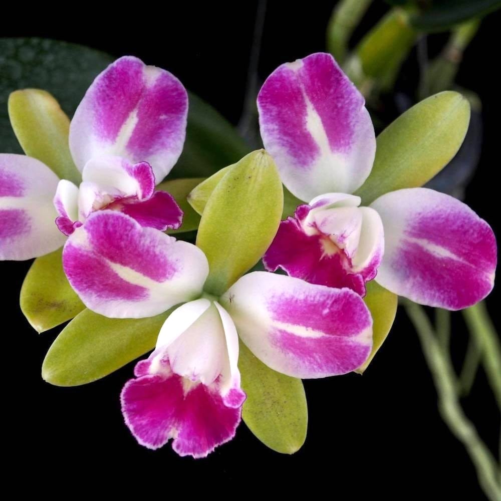 Rlc. Village Chief North – Secret Garden Plant Shop
