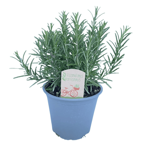 Rosemary - Salvia rosmarinus (Rosmarinus officinalis)