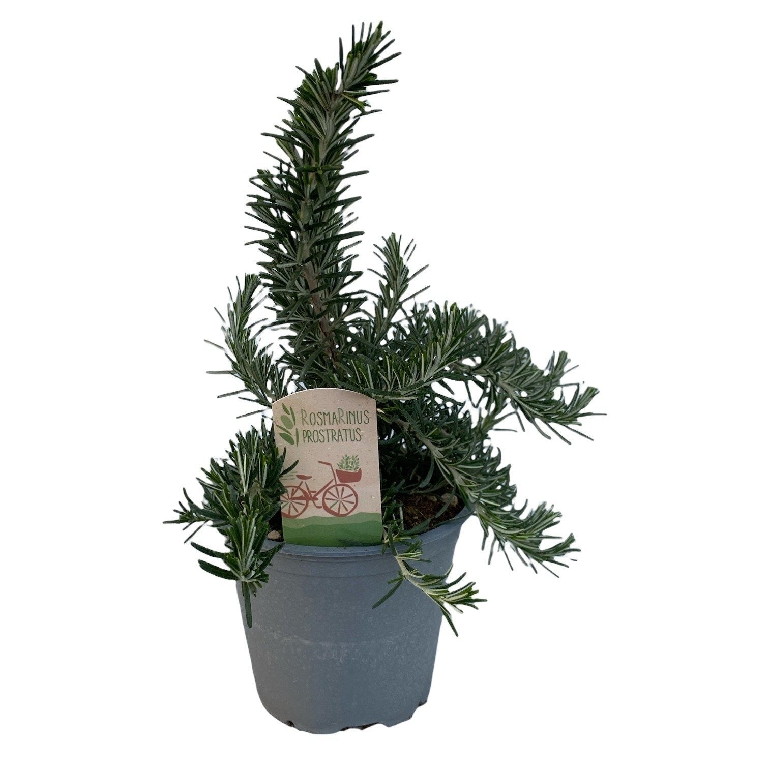 Rozmarin - Rosmarinus officinalis 'Prostratus'