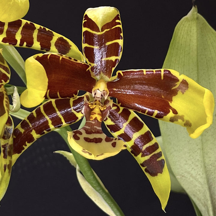 Rossioglossum Rawdon Jester 'Great Bee'